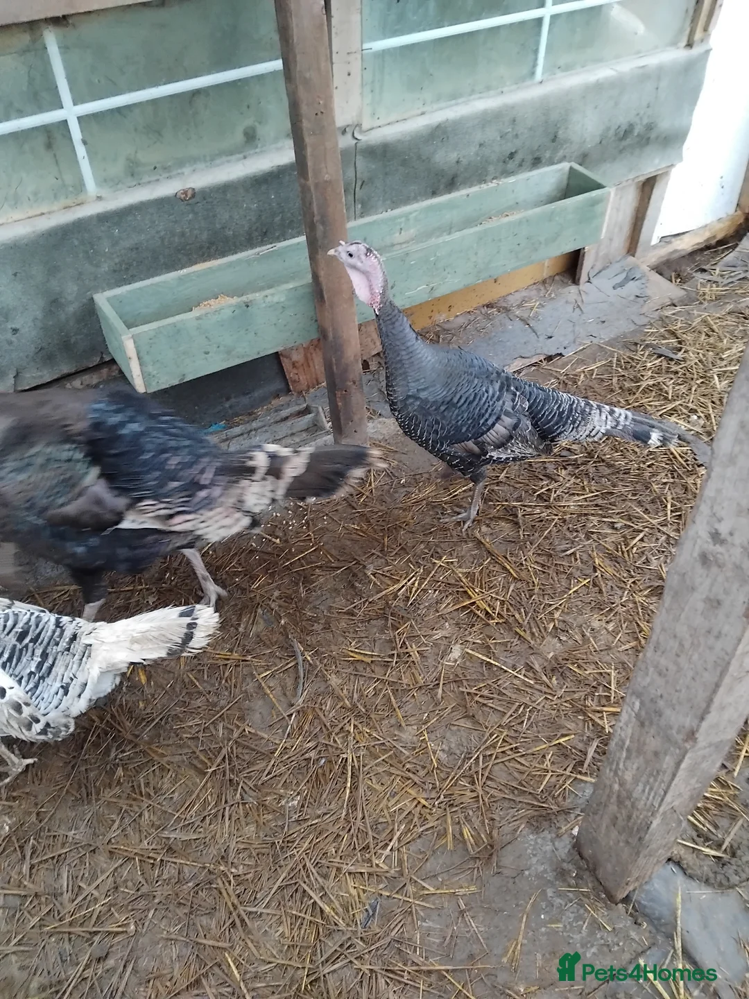 Turkeys poultry for sale: Turkeys  - Advert 1