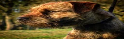 Border Terrier dogs for stud: SLEM CLEAR BORDER TERRIER in London - Advert 4