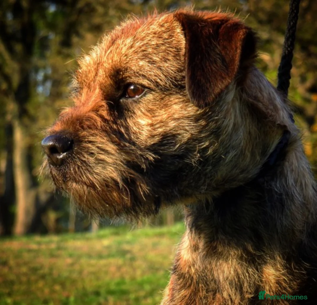 Border Terrier dogs for stud: SLEM CLEAR BORDER TERRIER in London - Advert 4