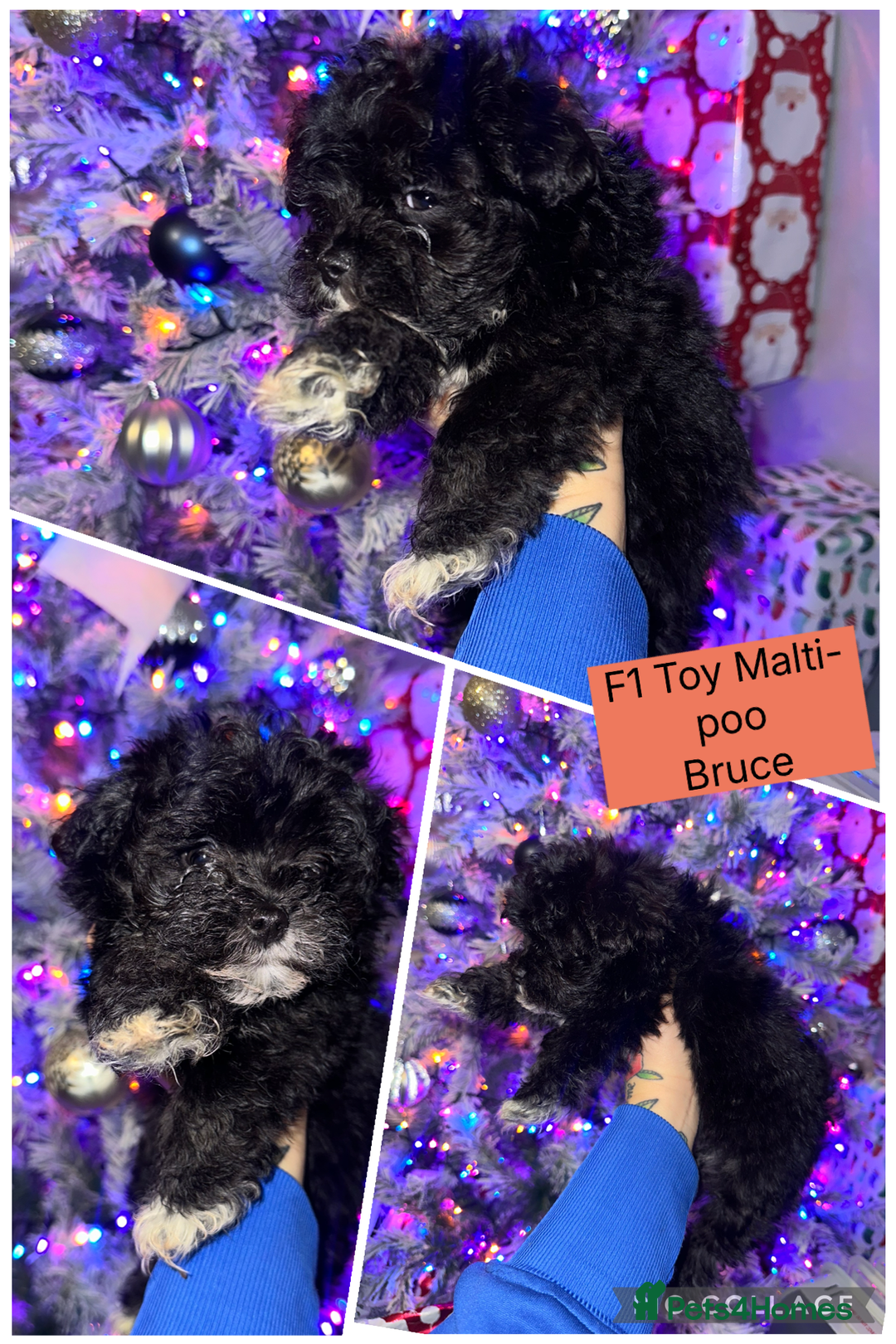 Maltipoo dogs for sale: F1 Toy Maltipoos - Advert 3