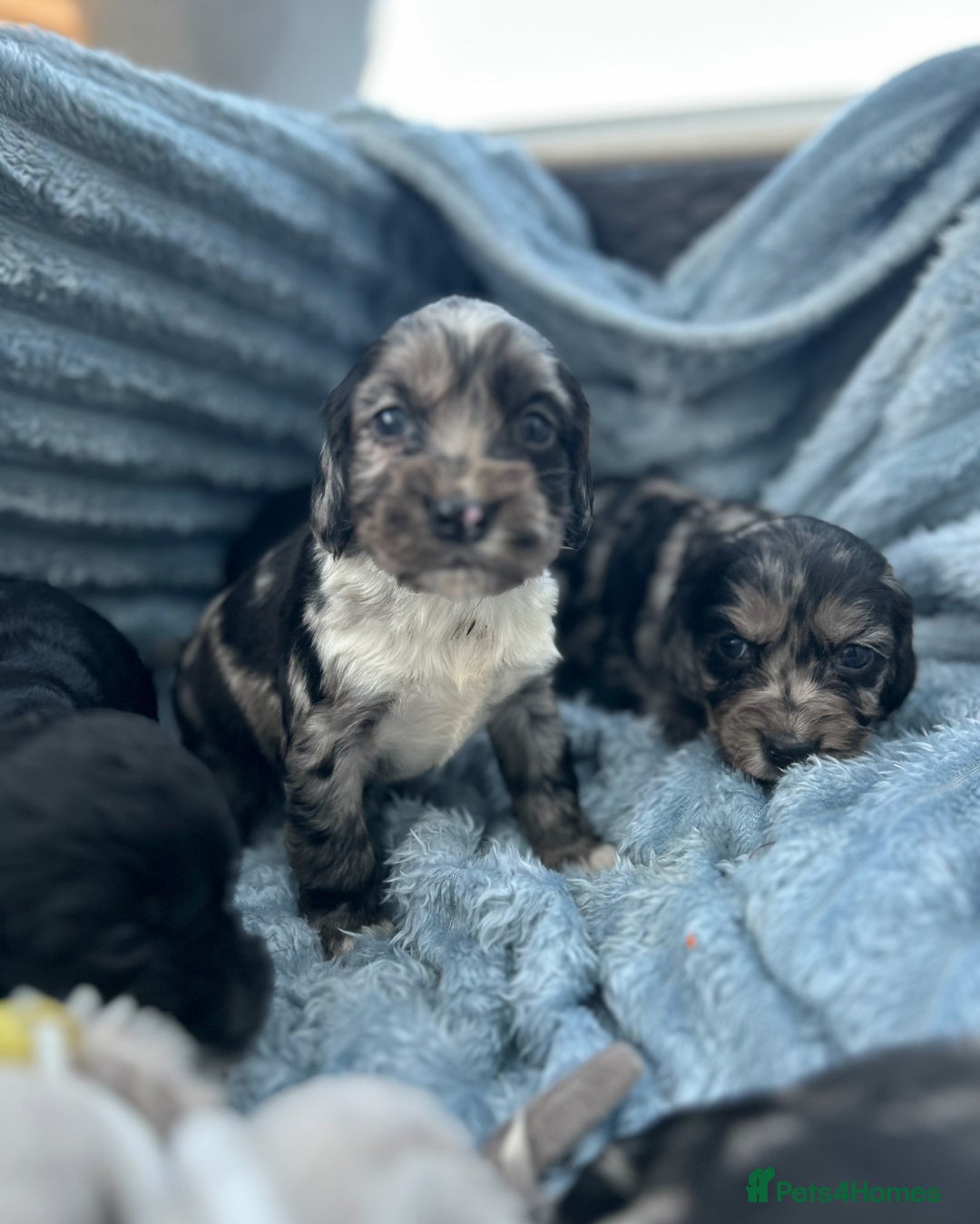 Cocker Spaniel dogs for sale: Stunning and unique puppies, DNA health tested - Advert 2