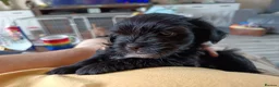 Mixed Breed dogs for sale: Unique little puppies  - Advert 10