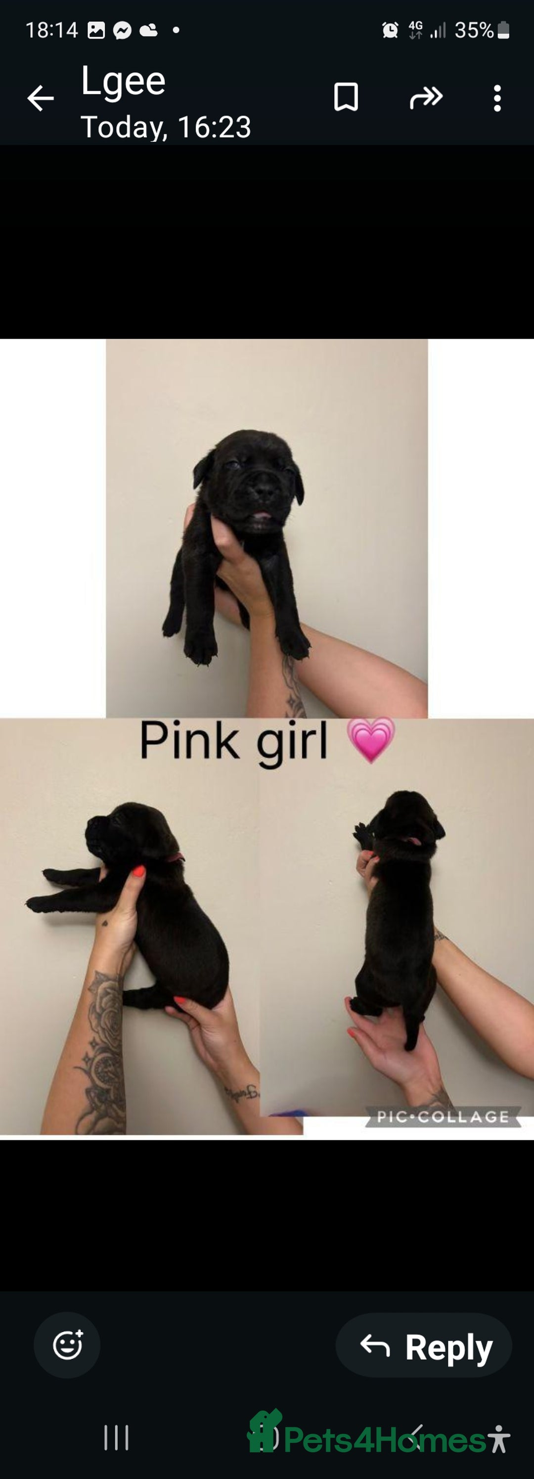 Cane Corso dogs for sale: Cane corso puppies for sale - Image 13