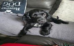 Cocker Spaniel dogs for sale: Cocker spaniel pups ready to leave now  3g, 1b - Image 19
