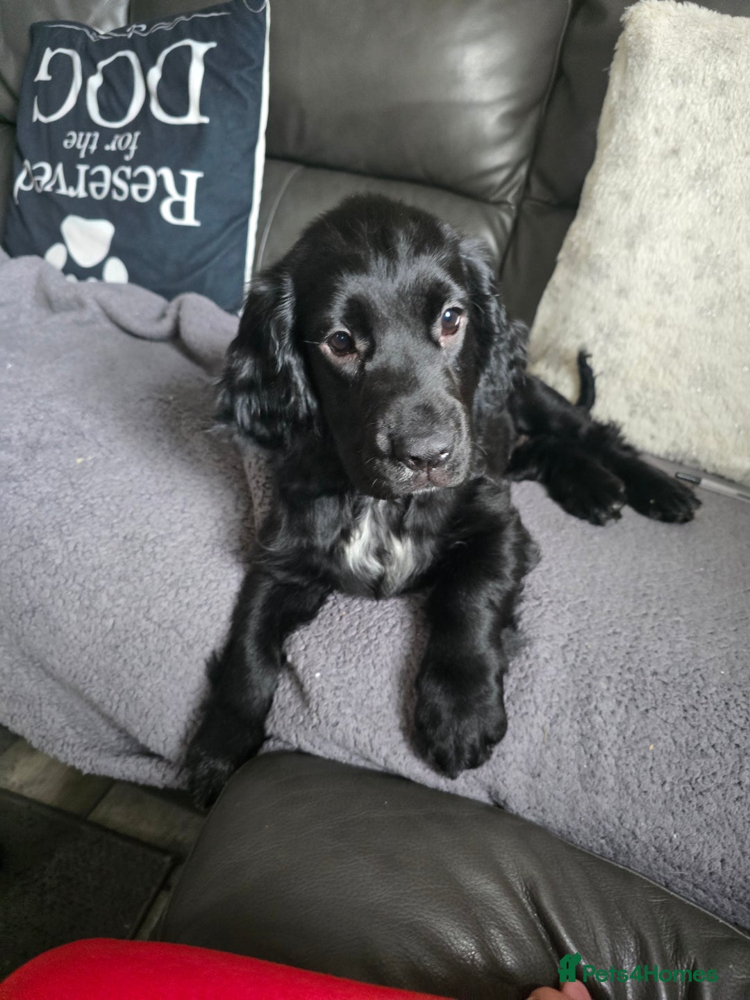 Cocker Spaniel dogs for sale: Cocker spaniel pups ready to leave now  3g, 1b - Image 19