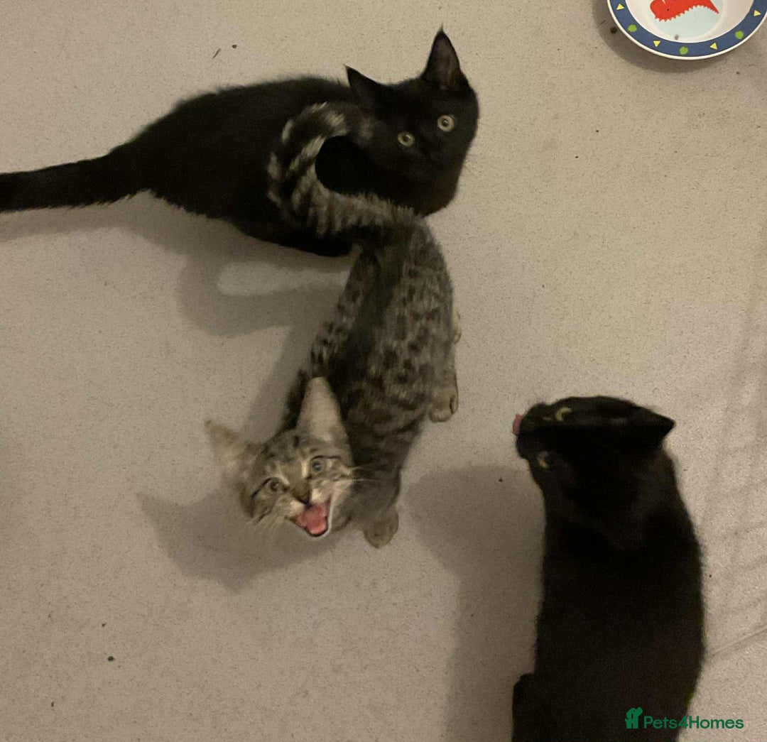 Maine Coon cats for sale: Maine coon kittens  - Advert 2