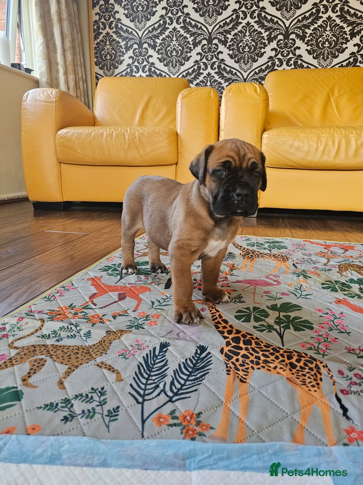 Mixed Breed dogs Cane Corso x Performance Mastiff  - Advert 1