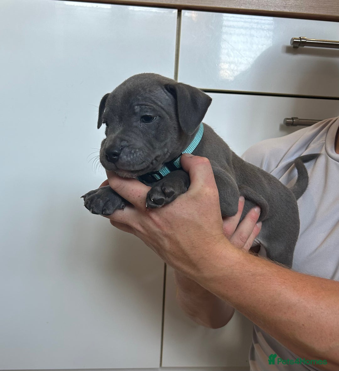 Staffordshire Bull Terrier dogs for sale: 3 blue Staffordshire bull terriers males  - Image 9
