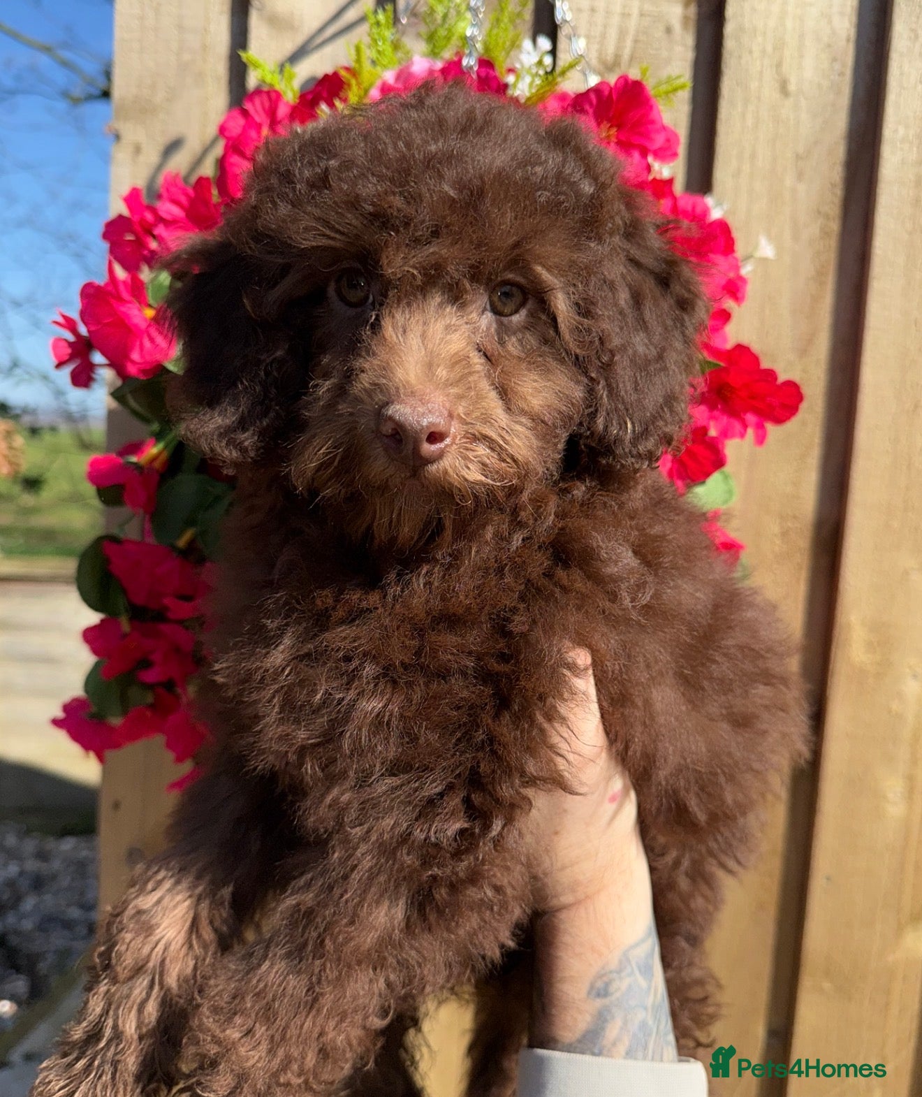 Miniature Poodle dogs 🩷💜Stunning Chocolate Mini Poodle Girls💛💜 - Advert 7