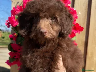 Miniature Poodle dogs 🩷💜Stunning Chocolate Mini Poodle Girls💛💜 - Advert 7
