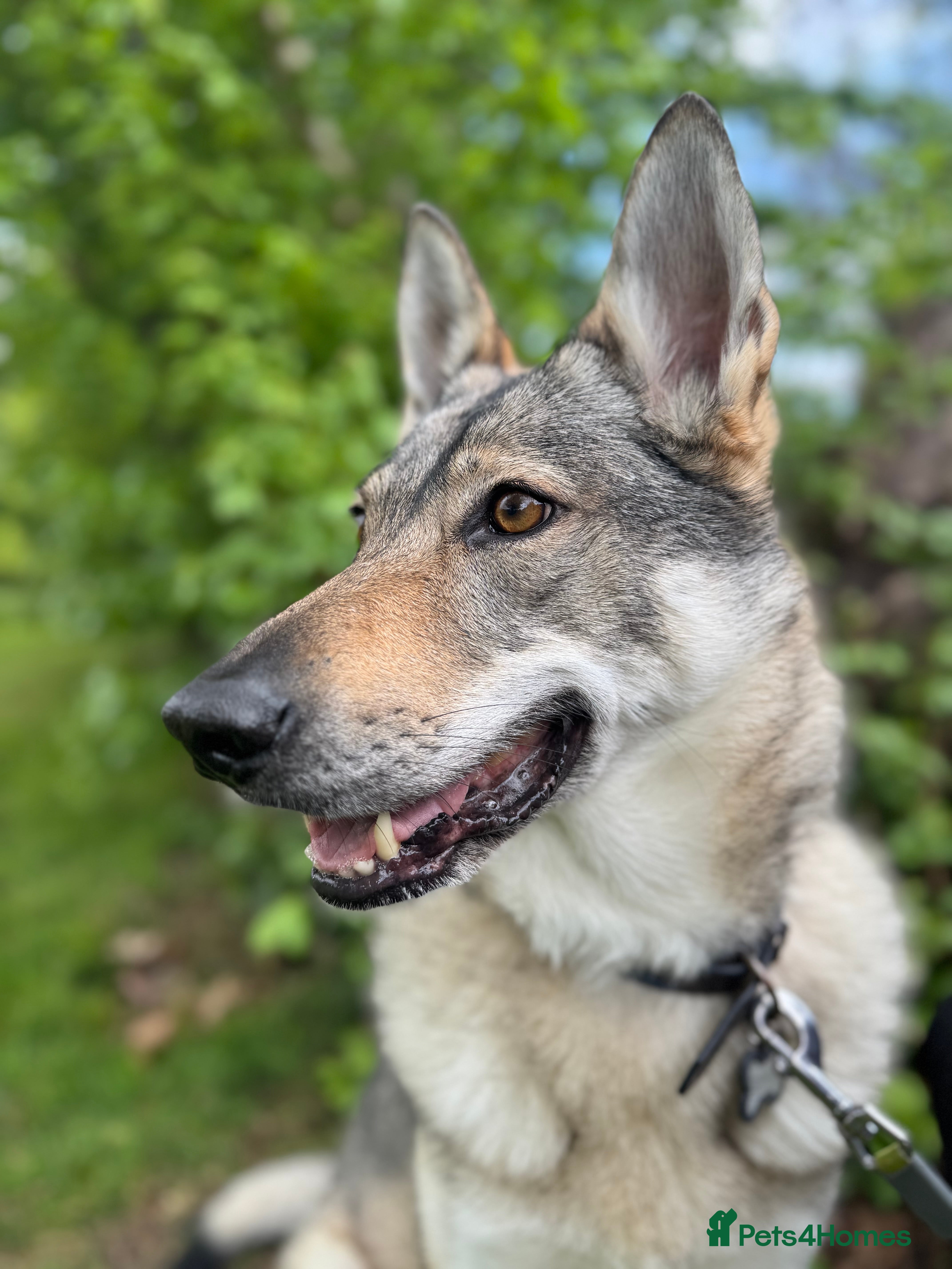 Mixed Breed dogs Czechoslovakian wolfdog for good home - Advert 2
