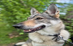 Mixed Breed dogs for sale: Czechoslovakian wolfdog for good home - Image 1