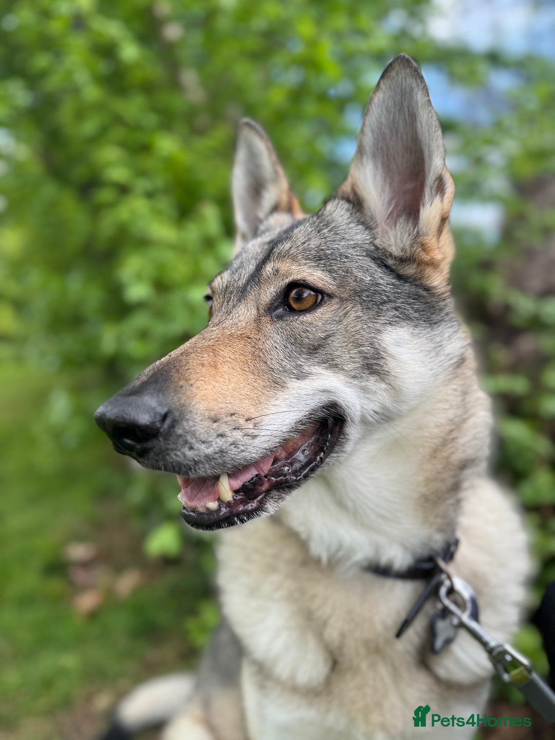 Mixed Breed dogs for sale: Czechoslovakian wolfdog for good home - Image 1