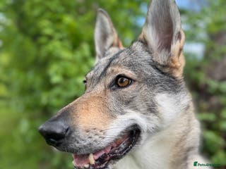 Mixed Breed dogs Czechoslovakian wolfdog for good home - Advert 15