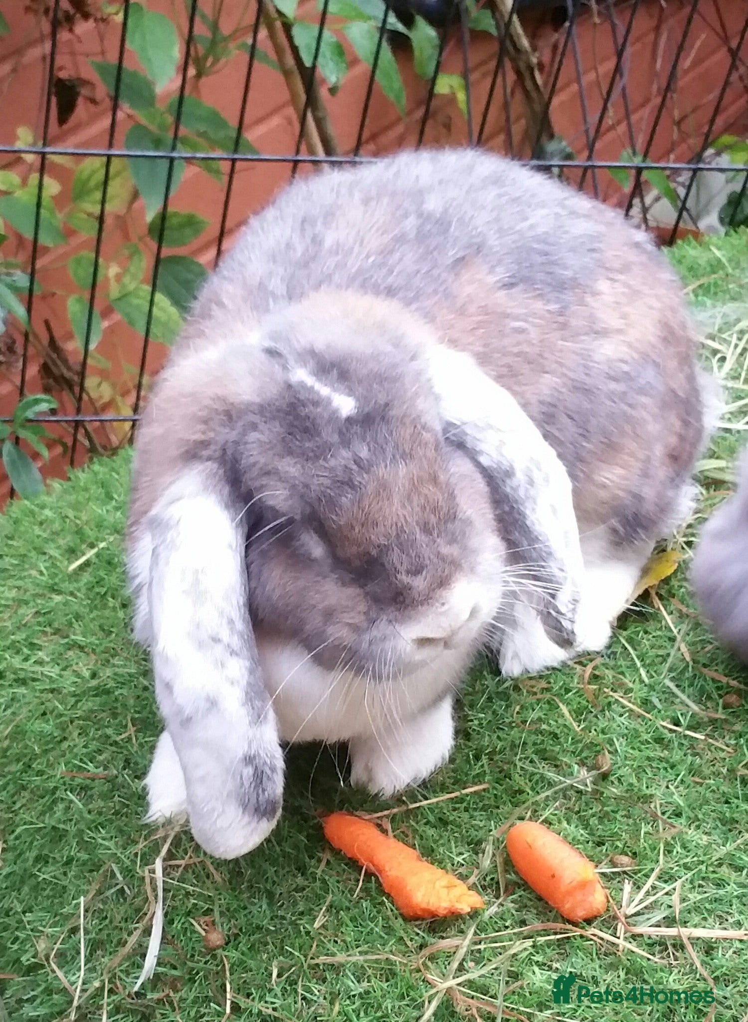 French Lop rabbits Giant French Lop Adult Doe - REHOME - VACCINATED  - Advert 1