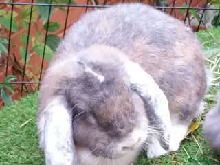 French Lop rabbits Giant French Lop Adult Doe - REHOME - VACCINATED - Advert 1