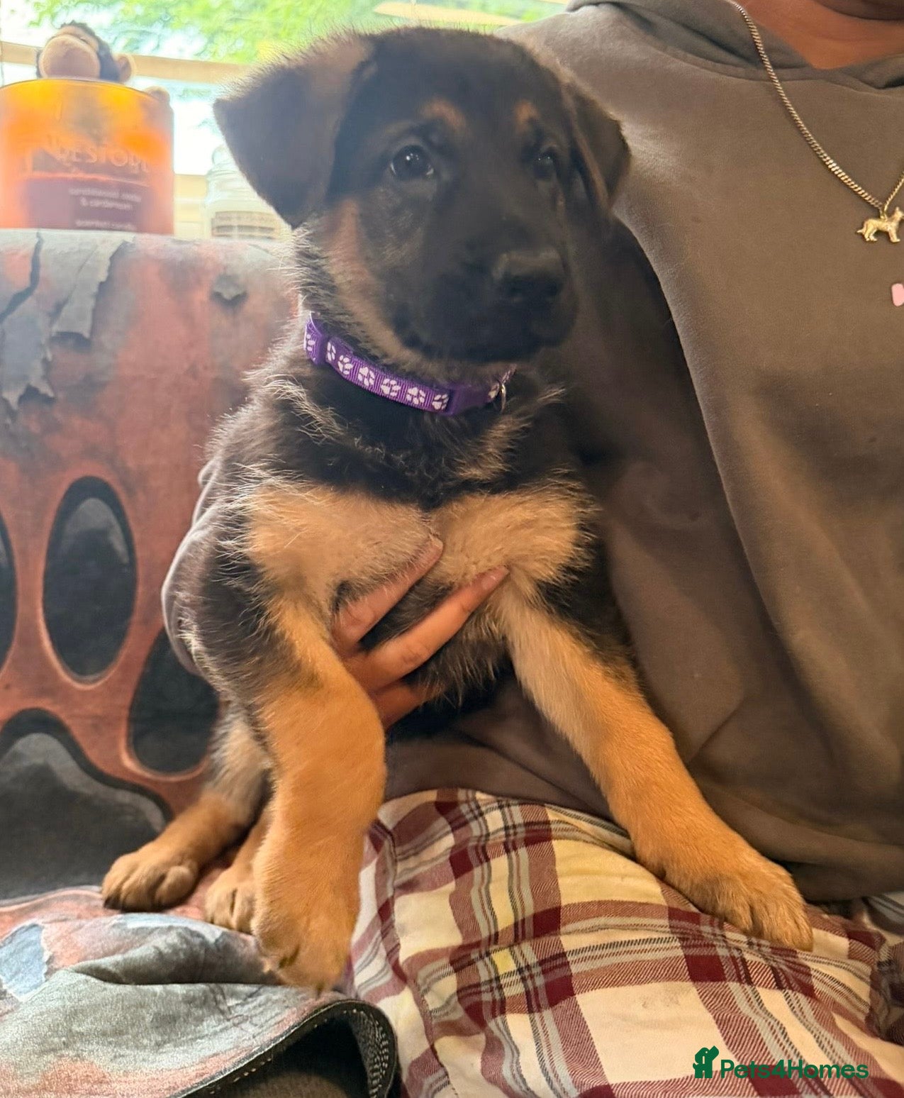 German Shepherd dogs for sale: Beautiful German Shepherd Pups  - Advert 26