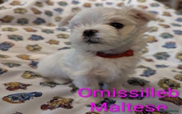 Maltese dogs for sale: Gorgeous KC pedigree Maltese puppy reduced price - Image 16