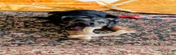 Mixed Breed dogs for sale: Border Lakeland terrier cross  - Advert 3