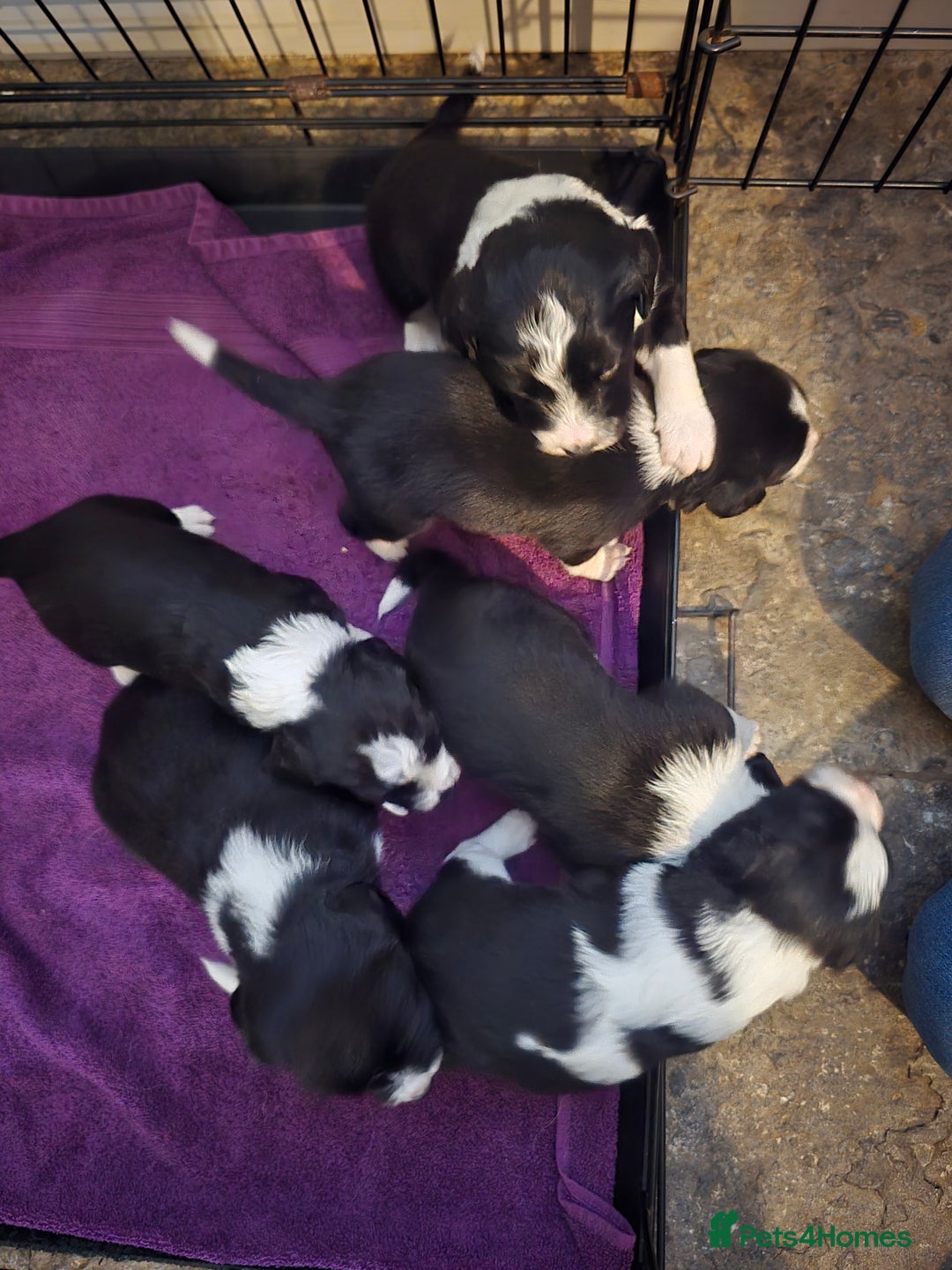 Sprollie dogs for sale: Sprollie Puppies - Image 4