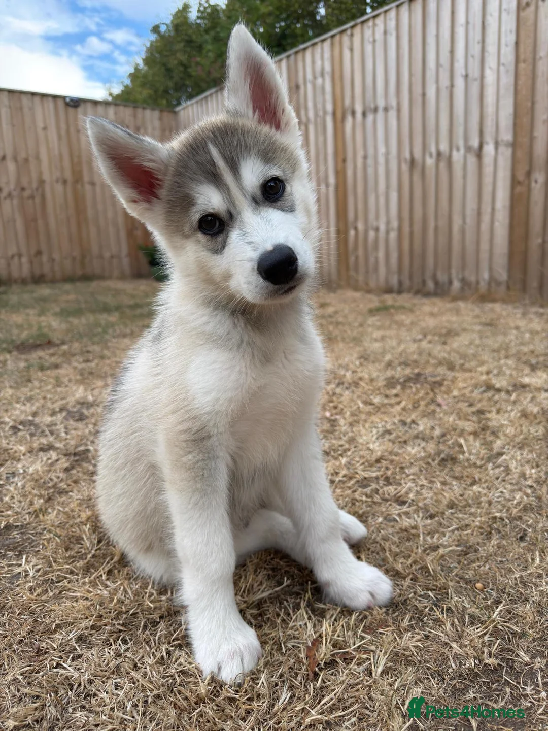 Siberian Husky dogs for sale: Male grey/white Husky puppy for sale - Advert 1