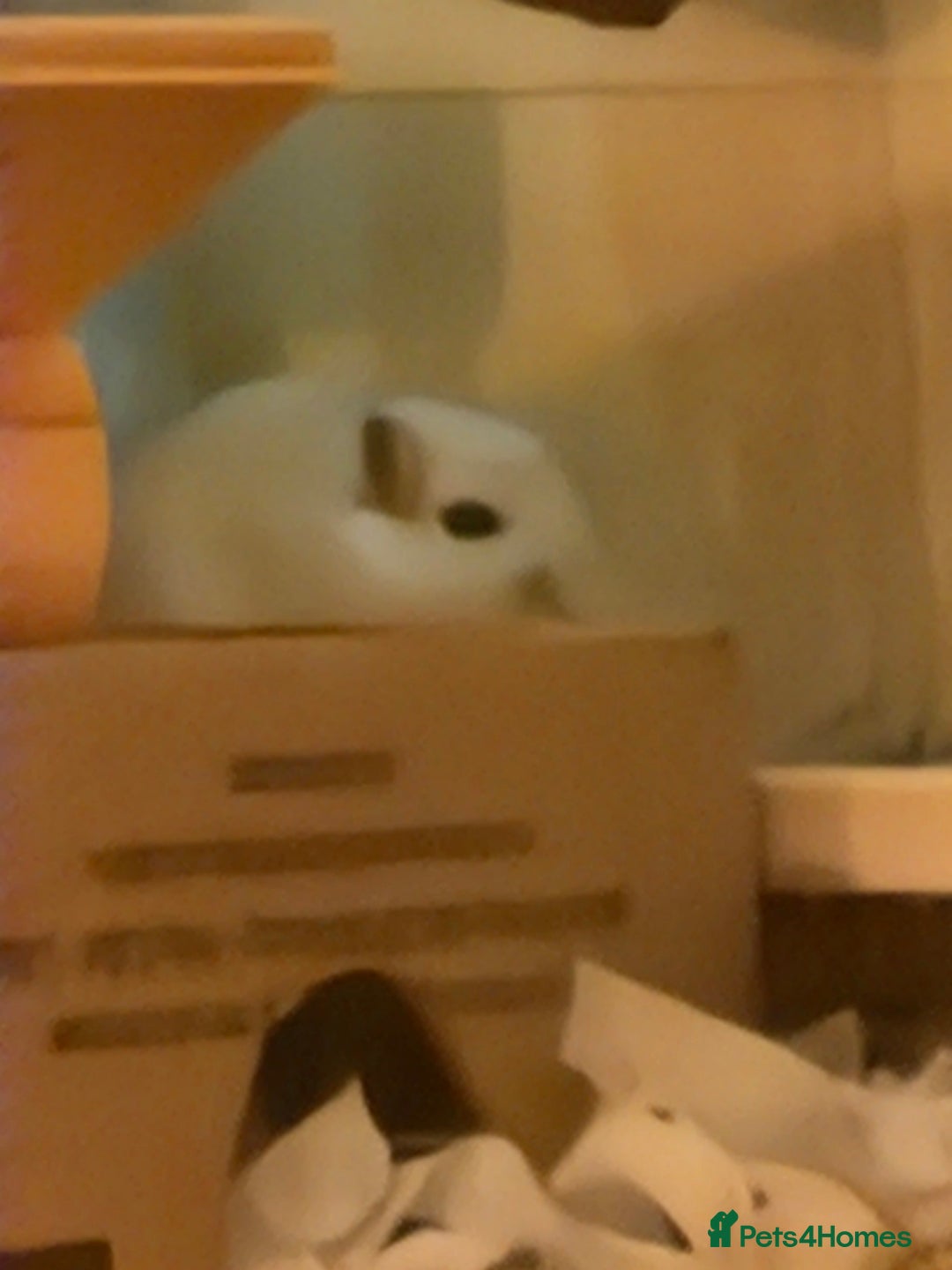 Gerbil rodents for sale: 2 baby female gerbils  - Advert 2