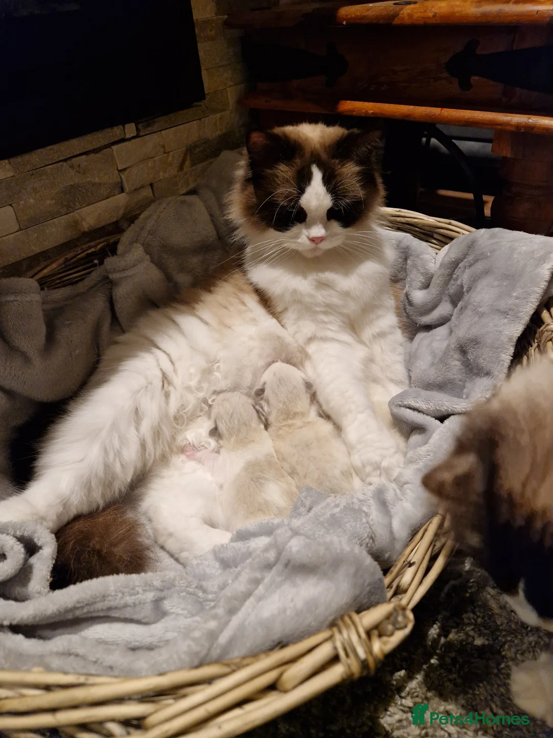 Ragdoll cats for sale: Show quality Ragdoll kittens  - Advert 7