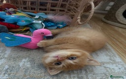 British Shorthair cats for sale: Gccf british shorthair kittens  - Image 5