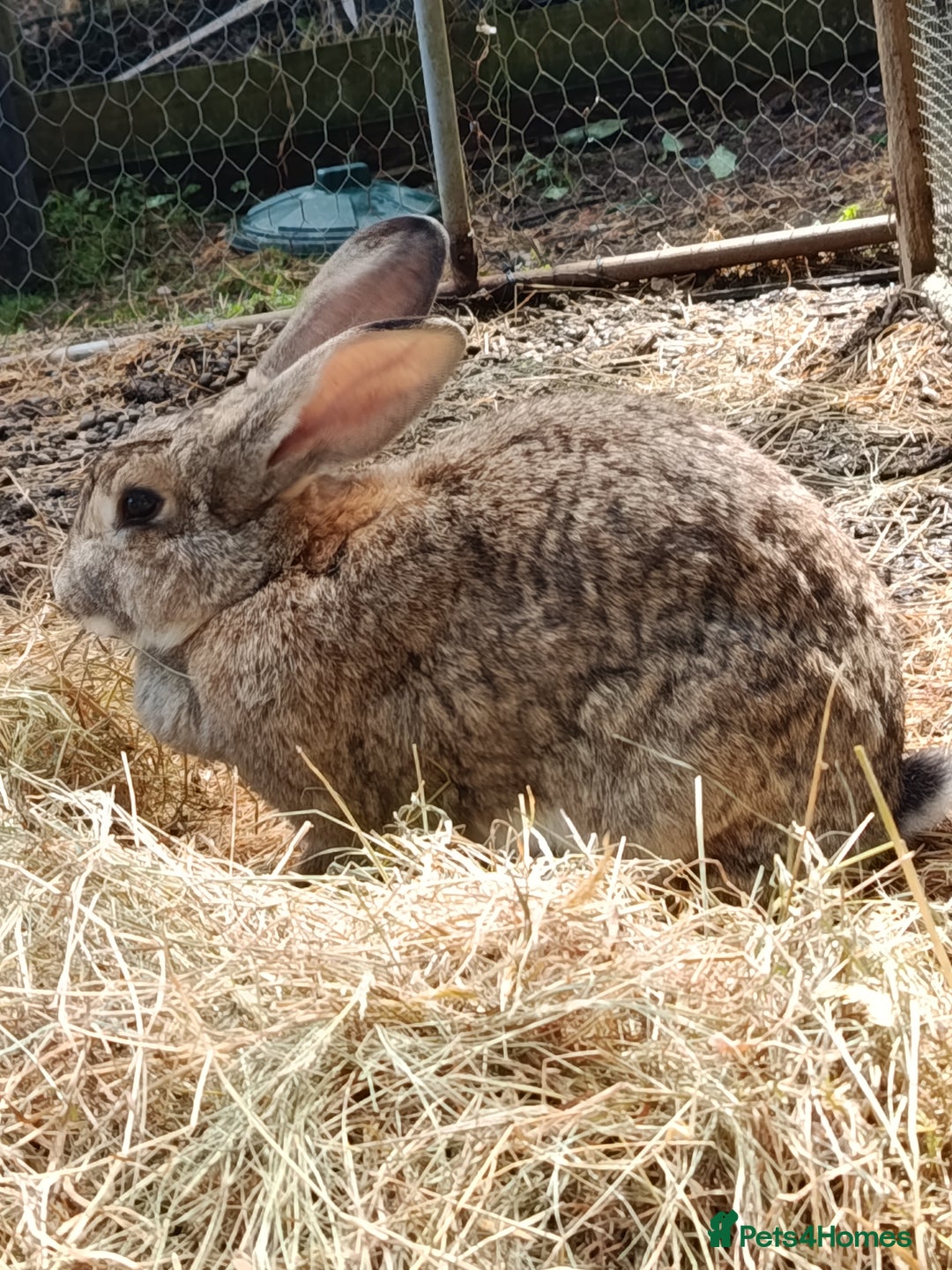 Mixed Breed rabbits for sale: Beautiful baby rabbits, ready for new home. - Image 6