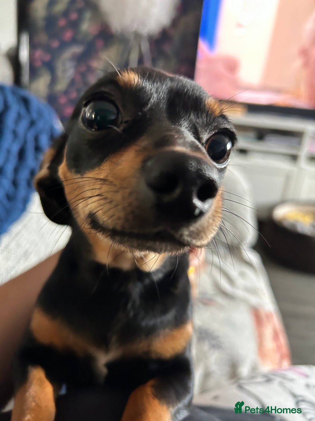 Mixed Breed dogs for sale: Rehoming Chiweenie - 2 Years Old  - Image 8