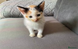 British Shorthair cats for sale: Gorgeous kittens - Image 4