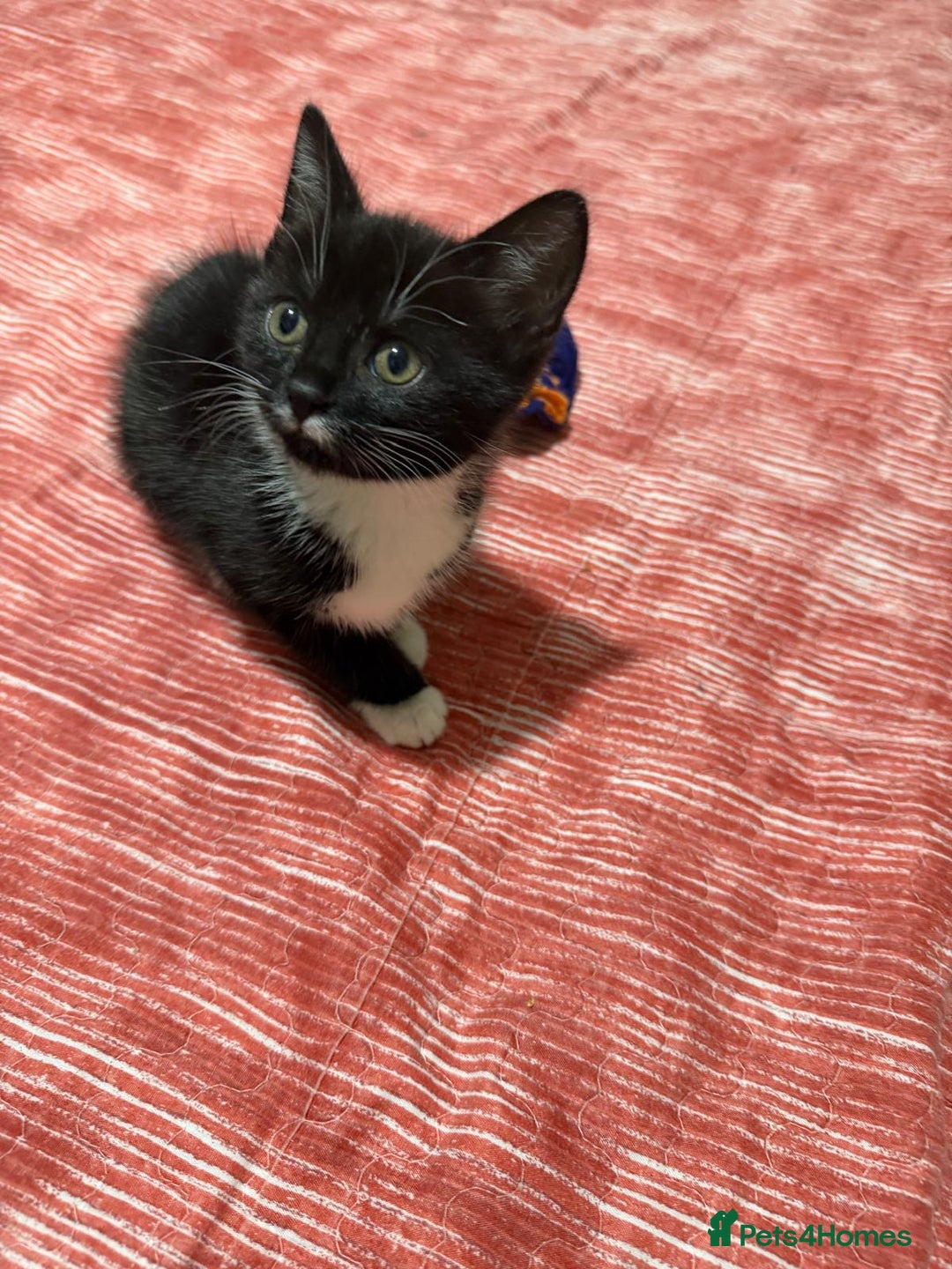 Mixed Breed cats for sale: 3 Tabby Kittens - Advert 3