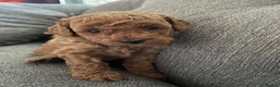 Maltipoo dogs for sale: Beautiful F1b Toy Maltipoo Puppies For Sale - Advert 10