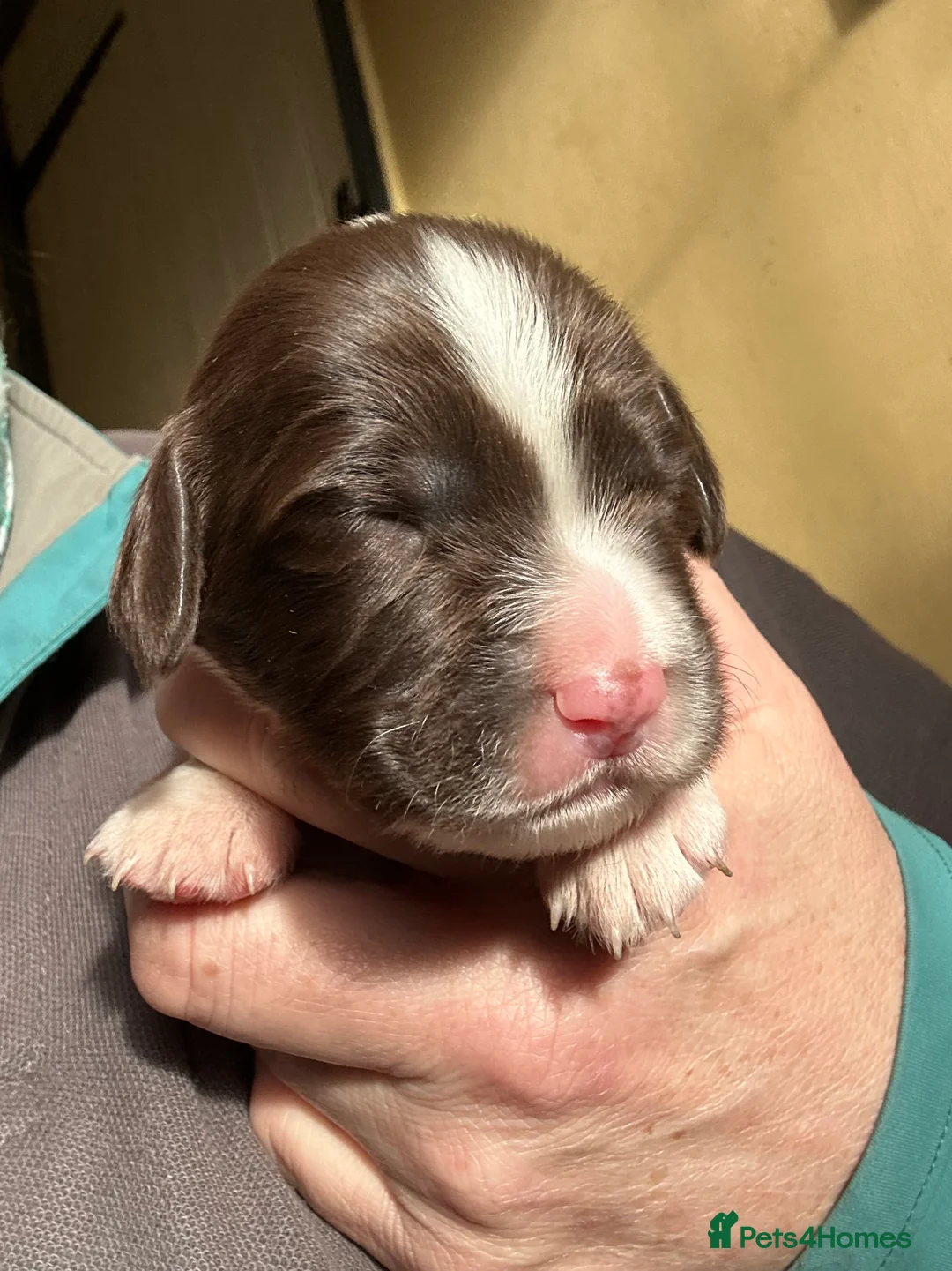 English Springer Spaniel dogs for sale: Stunning KC Reg ESS puppies with FTCH sire. - Advert 12