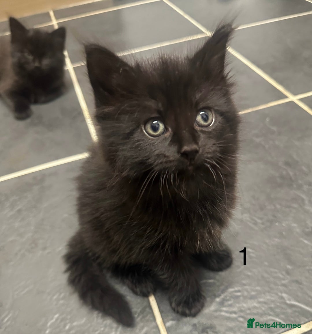Mixed Breed cats for sale: 4 black tabby male kittens for sale - Advert 3
