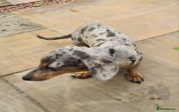 Miniature Dachshund dogs for sale: Beautuful small Blue dapple girl - Image 4