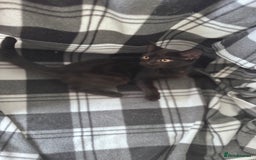 Mixed Breed cats for sale: 4 tabby kittens available  - Image 6