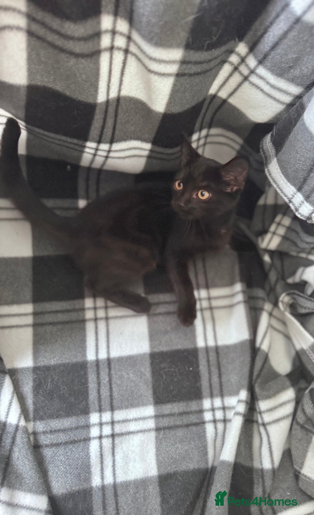 Mixed Breed cats for sale: 4 tabby kittens available  - Image 6