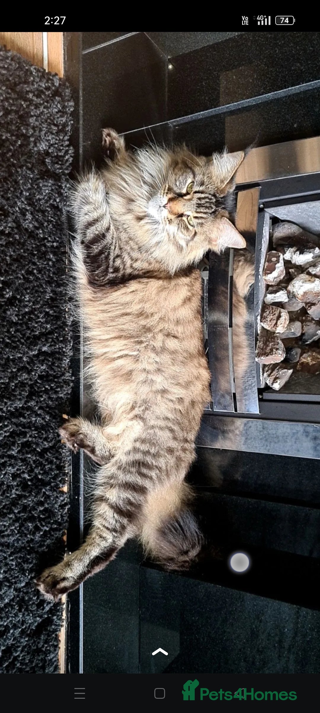 Maine Coon cats Active Mainecoon queen pedigree - Advert 6