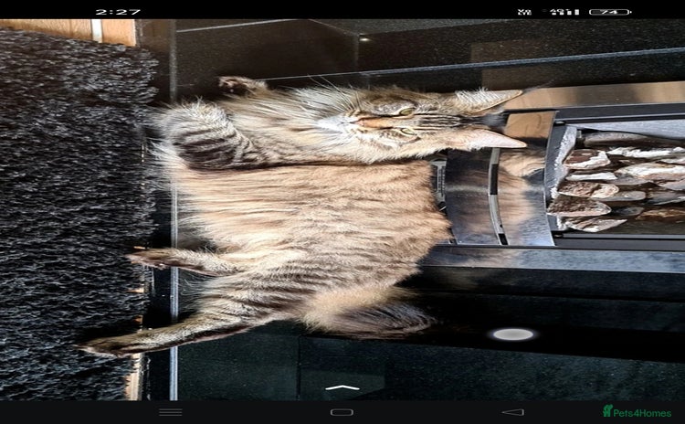 Maine Coon cats - Advert 10