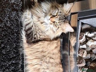 Maine Coon cats - Advert 34