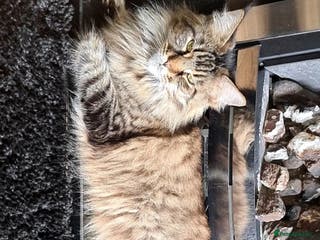 Maine Coon cats Active Mainecoon queen pedigree - Advert 9