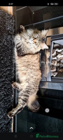 Maine Coon cats - Advert 31