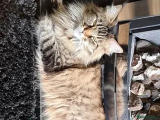 Maine Coon cats Active Mainecoon queen pedigree - Advert 3