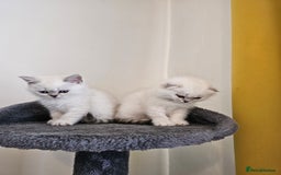 British Longhair cats for sale: snow white kittens - Image 14