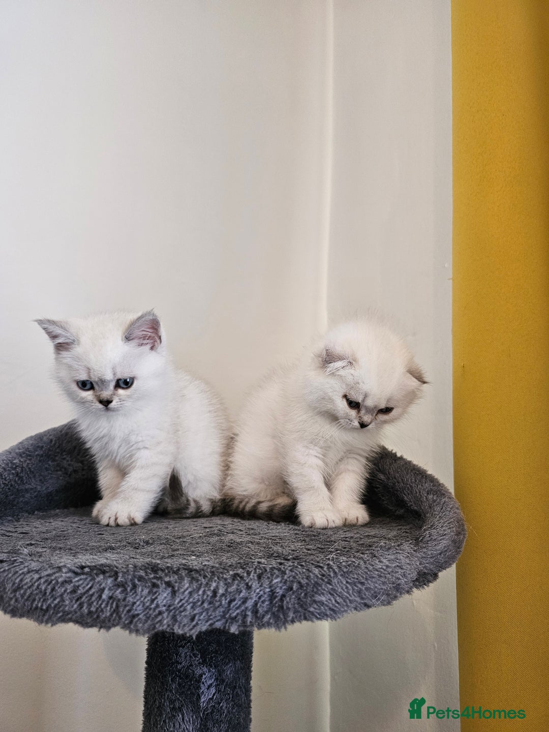 British Longhair cats for sale: snow white kittens - Image 14