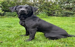 Labrador Retriever dogs for sale: 1 black dog available  - Image 3