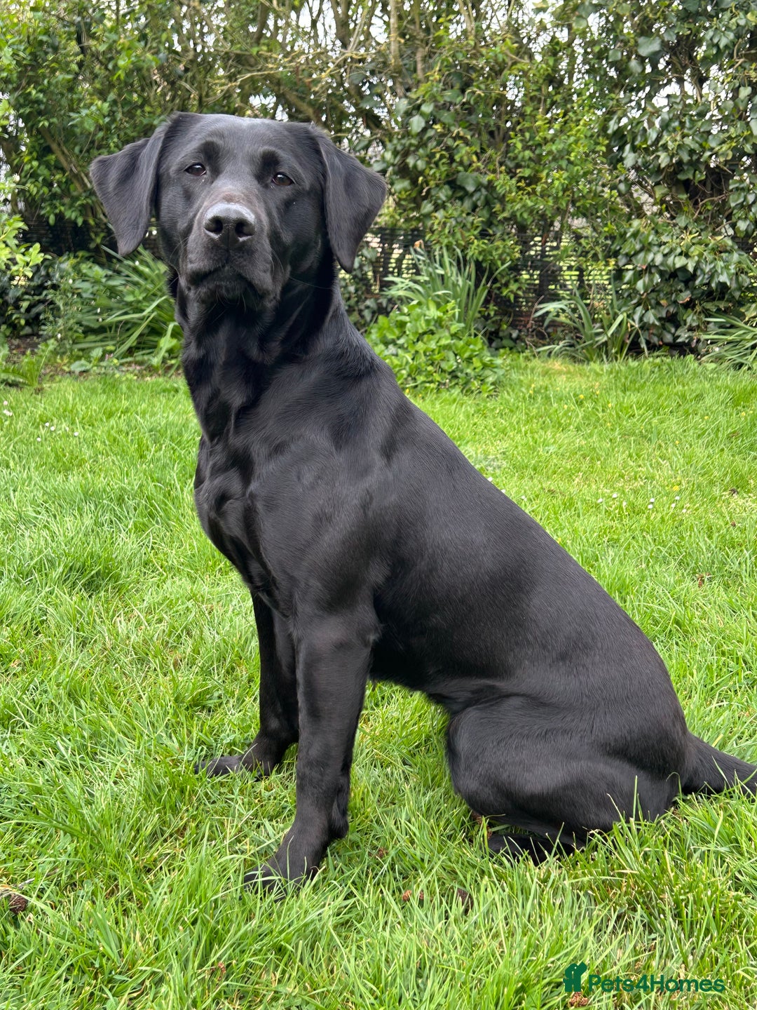 Labrador Retriever dogs for sale: 1 black dog available  - Image 3