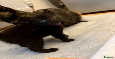 Mixed Breed cats - Advert 12