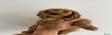 Cockapoo 6